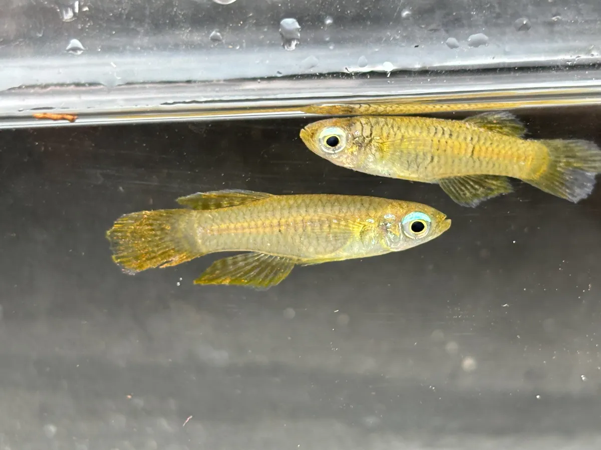 Miniatura: Poropanchax (Poropanchax spp.)