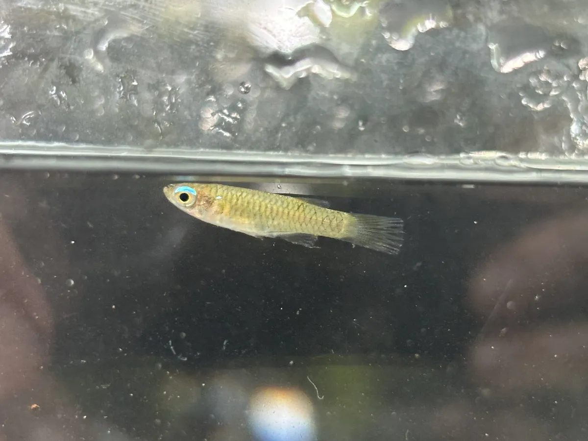 Miniatura: Poropanchax (Poropanchax spp.)