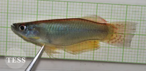 Procatopus (Procatopus spp.)