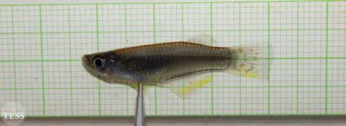 Miniatura: Procatopus (Procatopus spp.)