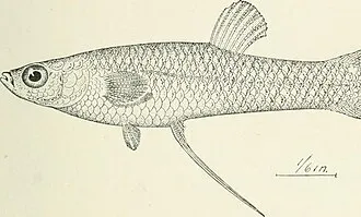 Miniatura: Procatopus (Procatopus spp.)