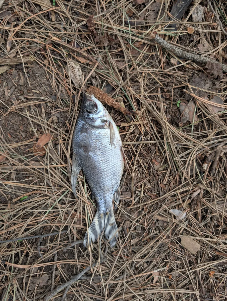 Miniatura: Semaprochilodus (Semaprochilodus spp.)