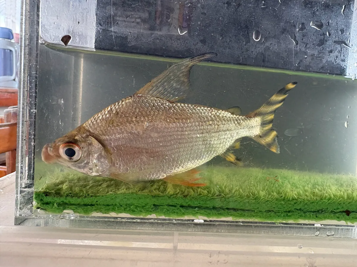 Miniatura: Semaprochilodus (Semaprochilodus spp.)
