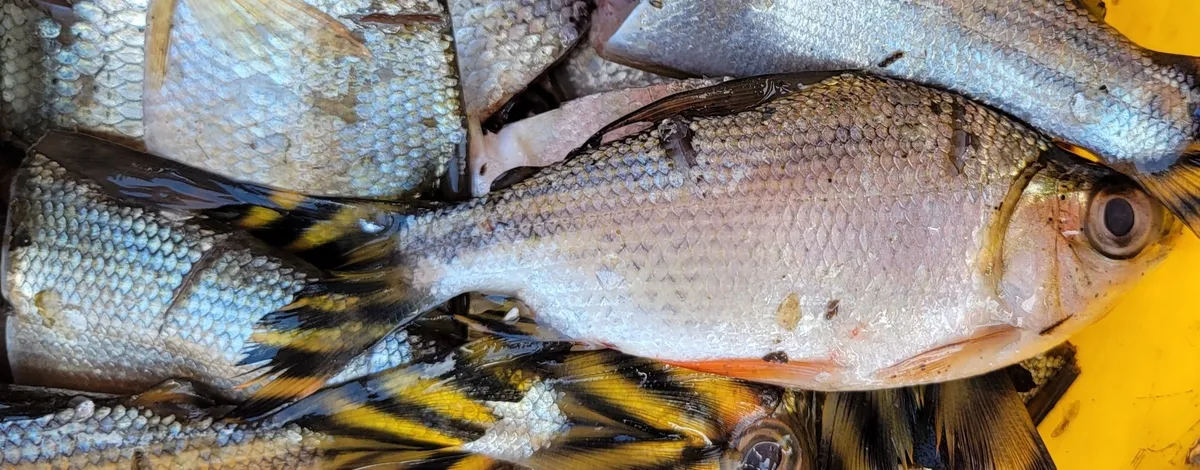 Miniatura: Semaprochilodus (Semaprochilodus spp.)