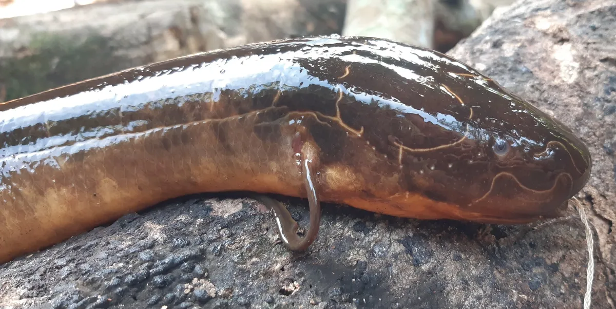 Miniatura: Protopterus (Protopterus spp.)