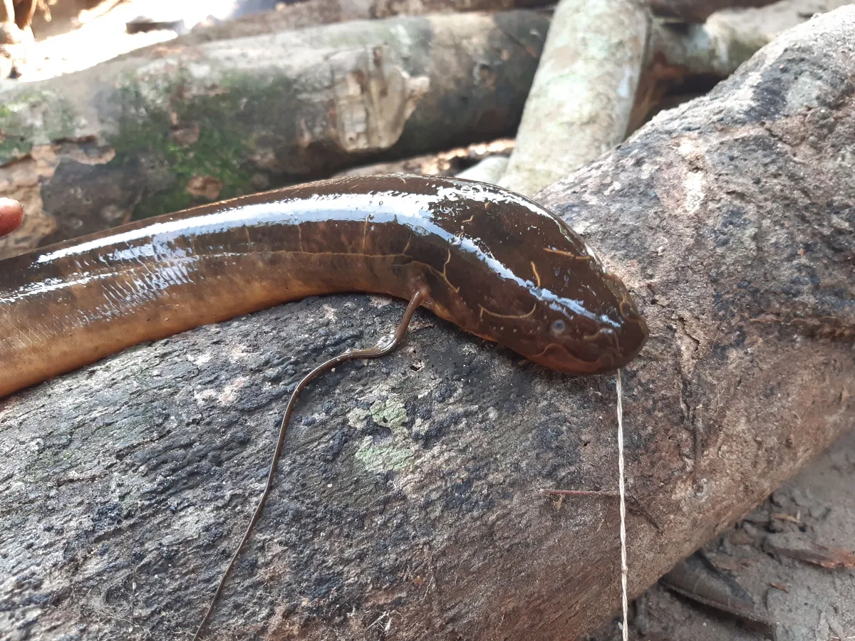 Miniatura: Protopterus (Protopterus spp.)