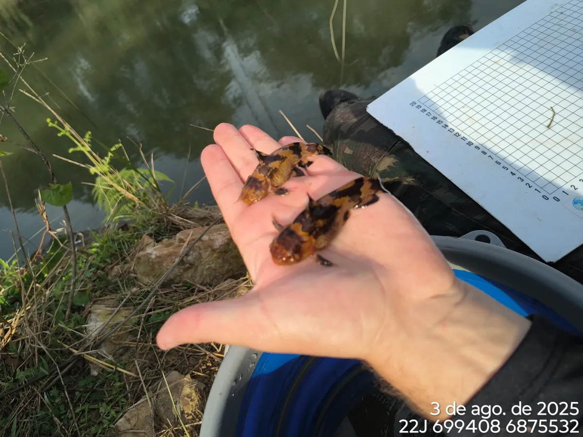 Pseudopimelodidi