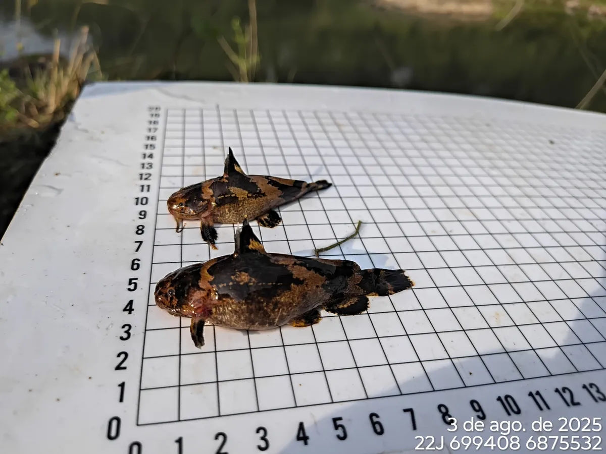 Miniatura: Microglanis (Microglanis spp.)
