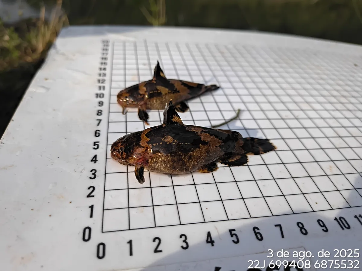 Miniatura: Microglanis (Microglanis spp.)