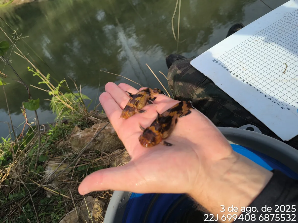 Miniatura: Microglanis (Microglanis spp.)