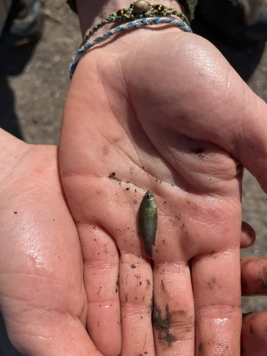 Miniatura: Austrolebias (Austrolebias spp.)