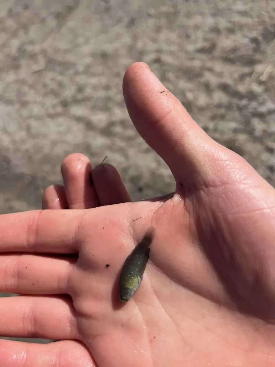 Miniatura: Austrolebias (Austrolebias spp.)