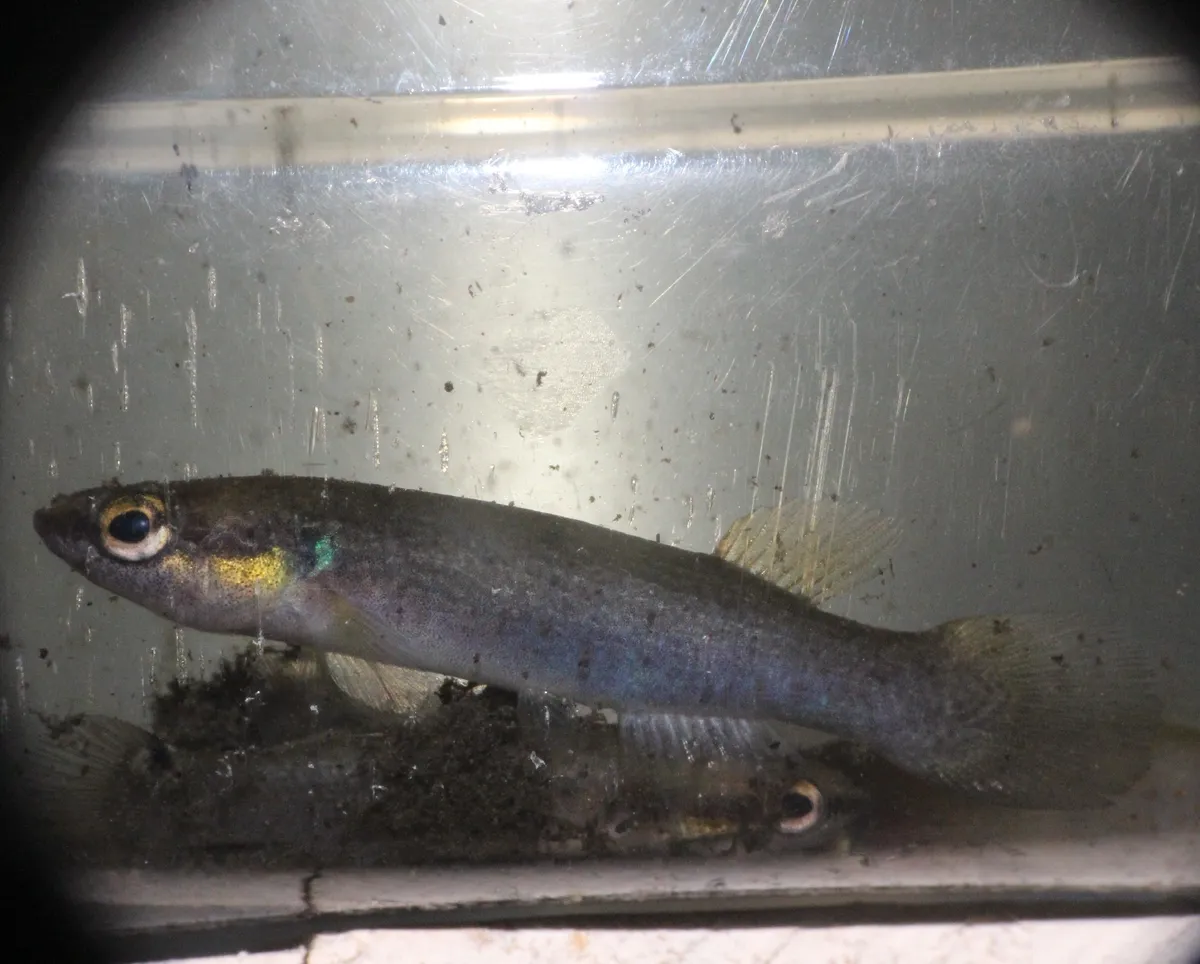 Rivulus (Rivulus spp.)