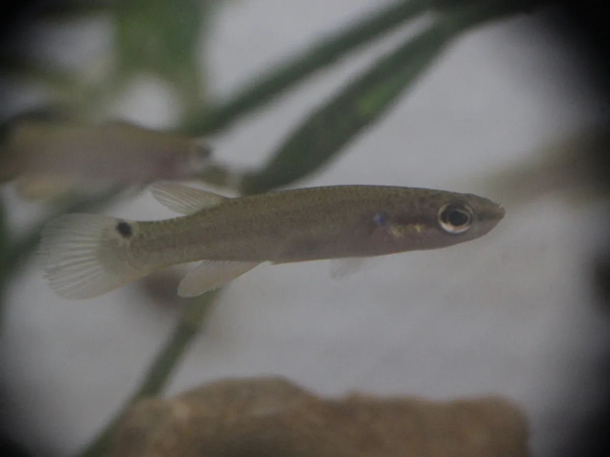 Miniatura: Rivulus (Rivulus spp.)