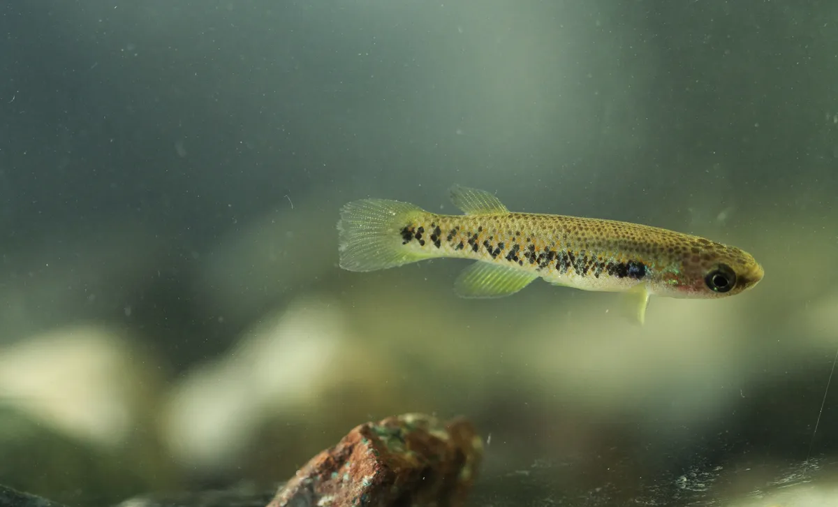Miniatura: Rivulus (Rivulus spp.)