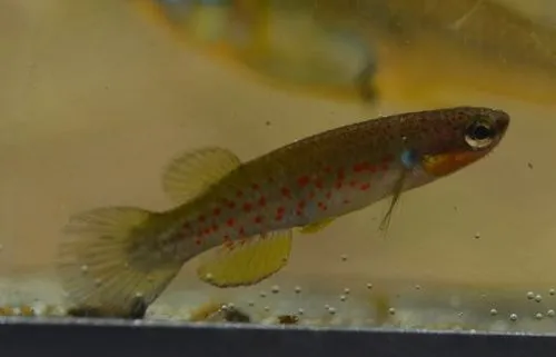 Miniatura: Rivulus (Rivulus spp.)