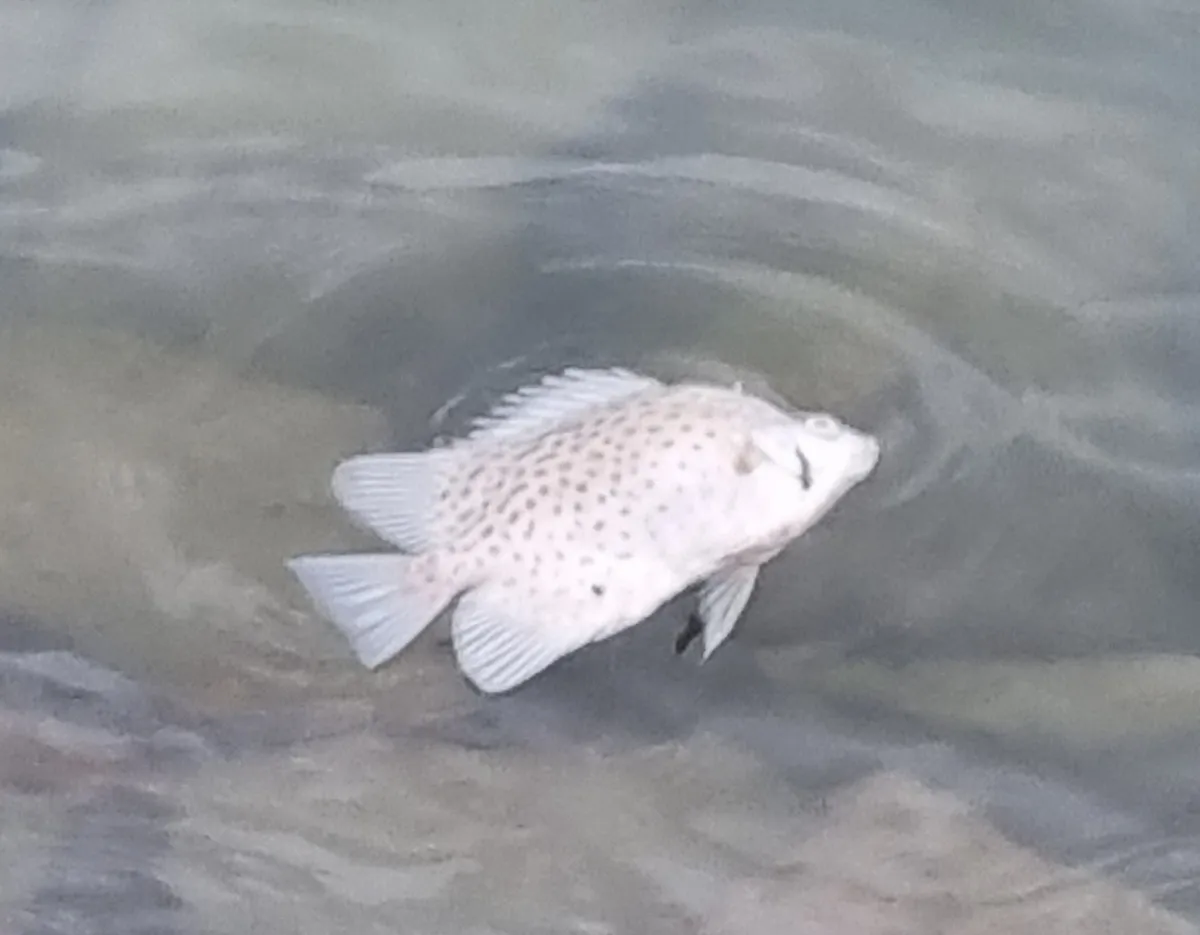 Miniatura: Scatophagus (Scatophagus spp.)