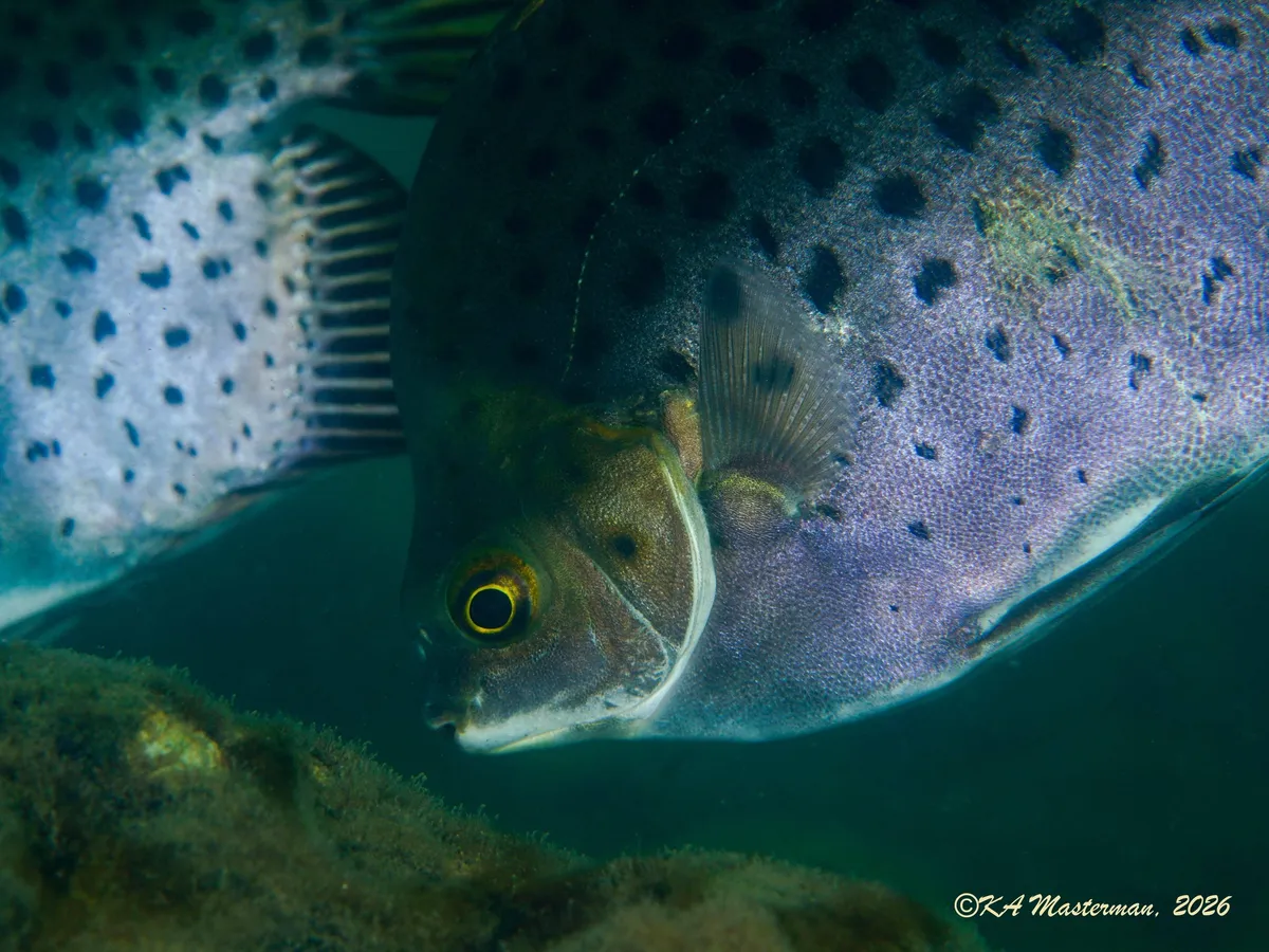 Miniatura: Scatophagus (Scatophagus spp.)