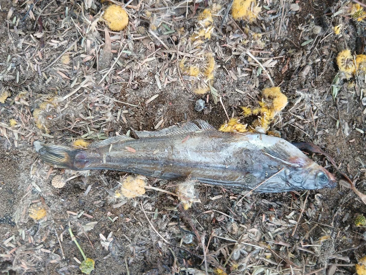 Schilbeidi (Pesci gatto di vetro)