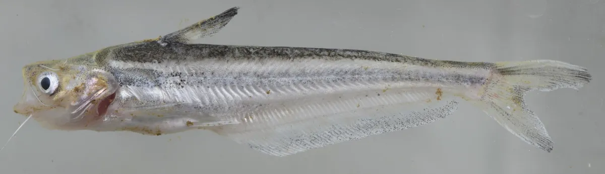 Miniatura: Schilbe (Schilbe spp.)