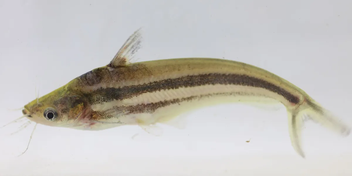 Miniatura: Schilbe (Schilbe spp.)