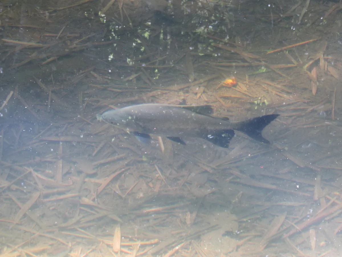 Miniatura: Colossoma (Colossoma spp.)