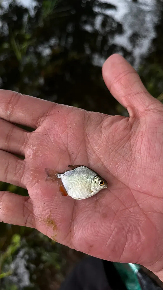 Metynnis (Metynnis spp.)
