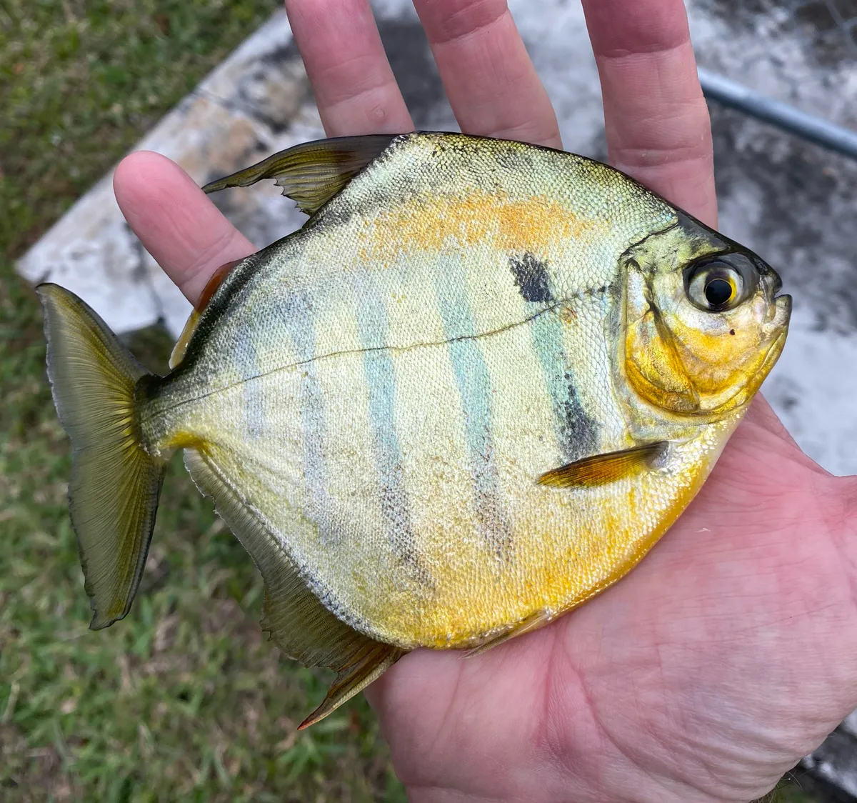 Miniatura: Metynnis (Metynnis spp.)