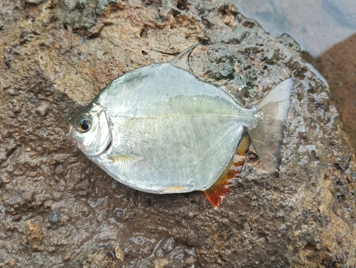 Miniatura: Metynnis (Metynnis spp.)