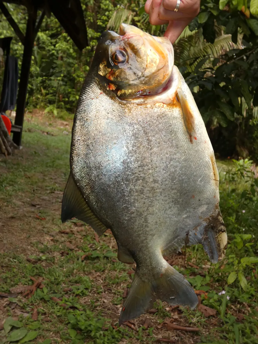 Myloplus (Myloplus spp.)