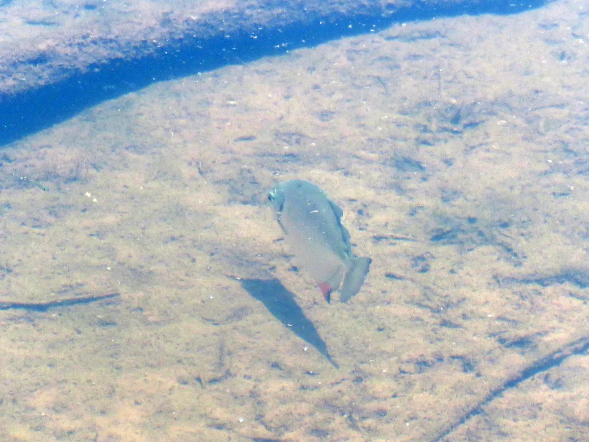 Miniatura: Myloplus (Myloplus spp.)