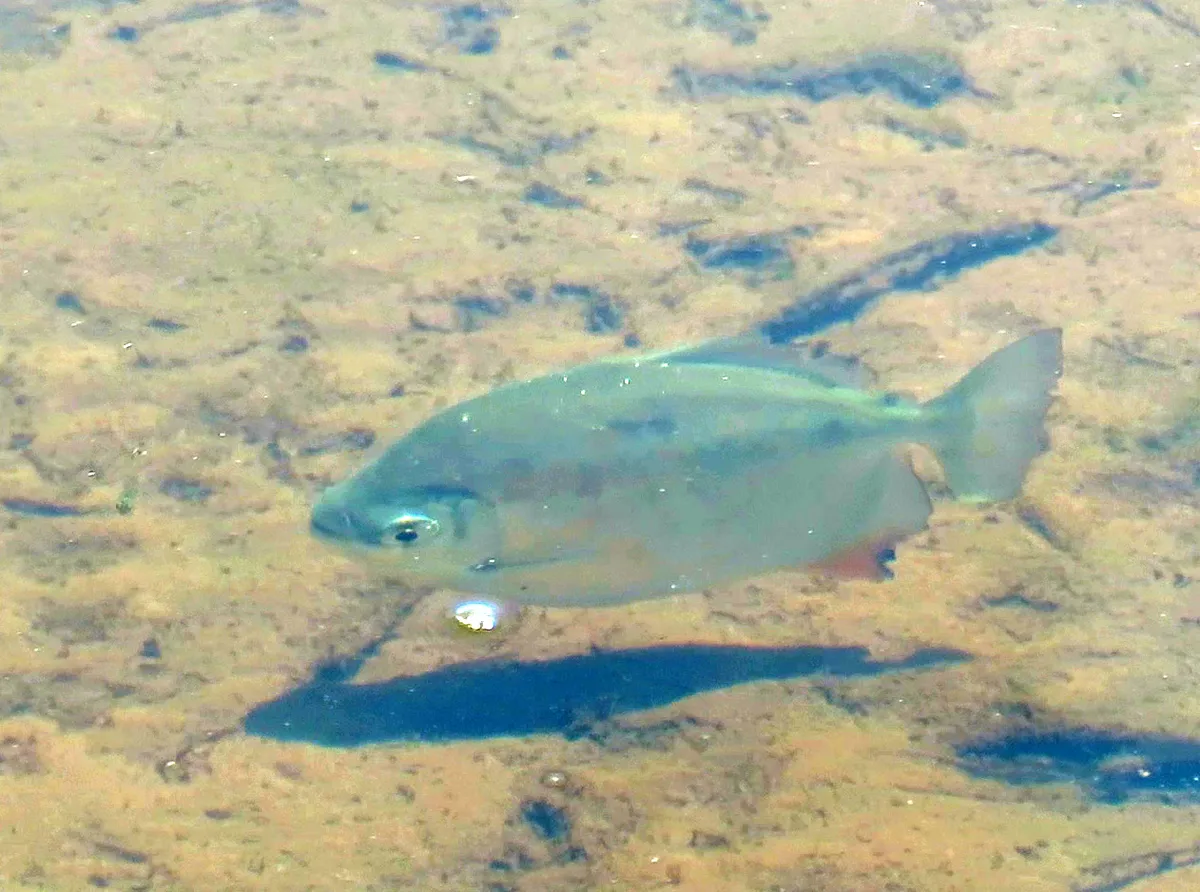 Miniatura: Myloplus (Myloplus spp.)