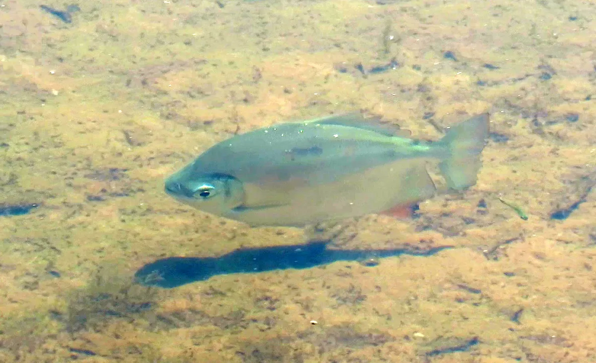 Miniatura: Myloplus (Myloplus spp.)