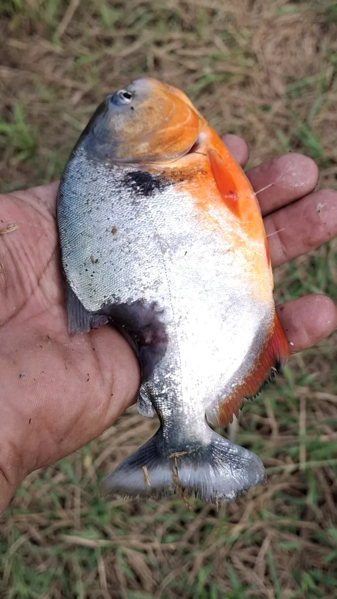 Pygocentrus (Pygocentrus spp.)