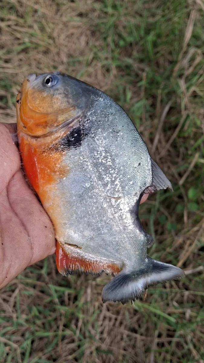 Miniatura: Pygocentrus (Pygocentrus spp.)