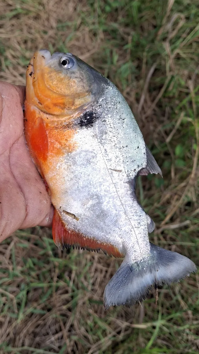 Miniatura: Pygocentrus (Pygocentrus spp.)