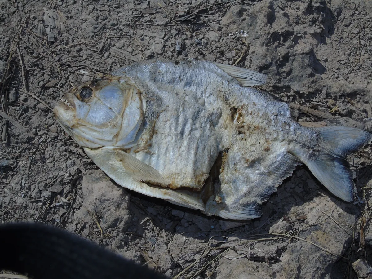 Serrasalmus (Serrasalmus spp.)