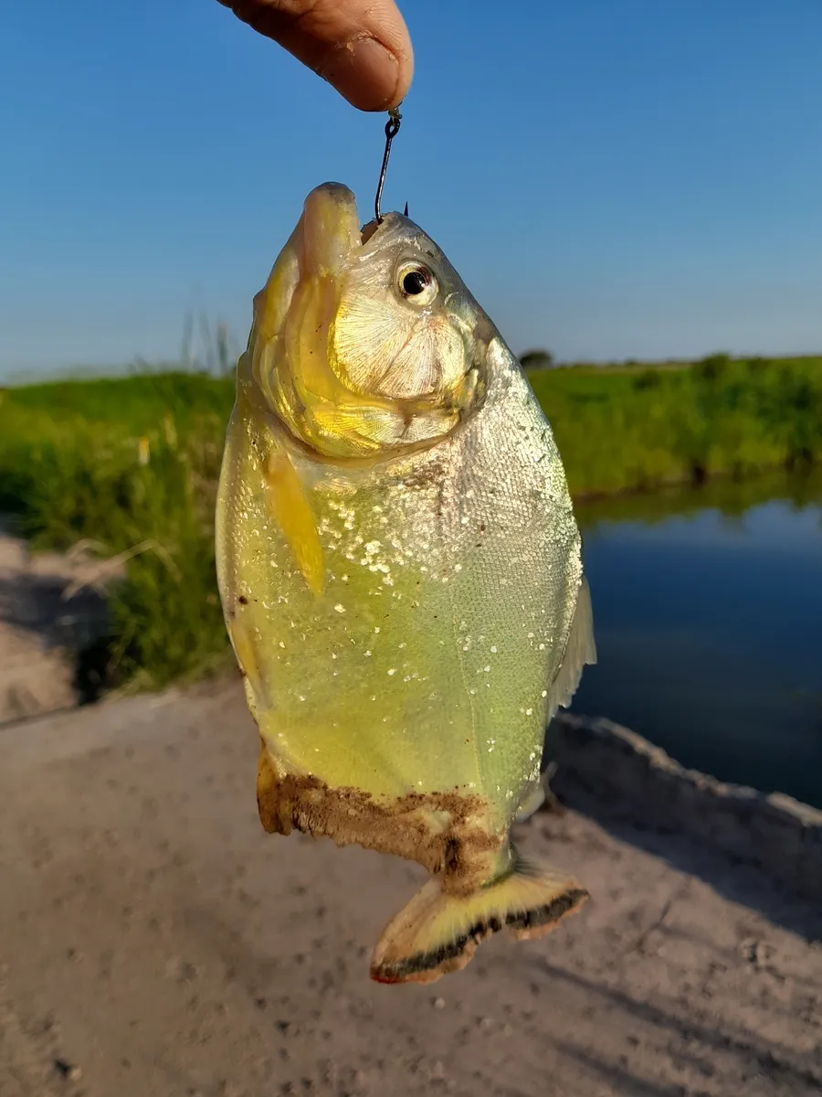 Miniatura: Serrasalmus (Serrasalmus spp.)