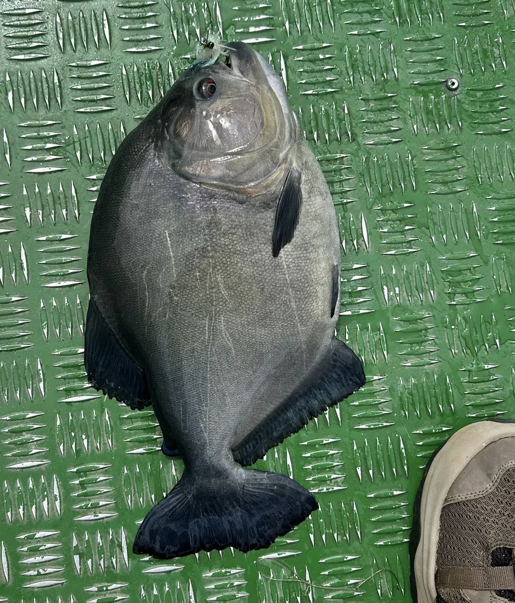 Miniatura: Serrasalmus (Serrasalmus spp.)