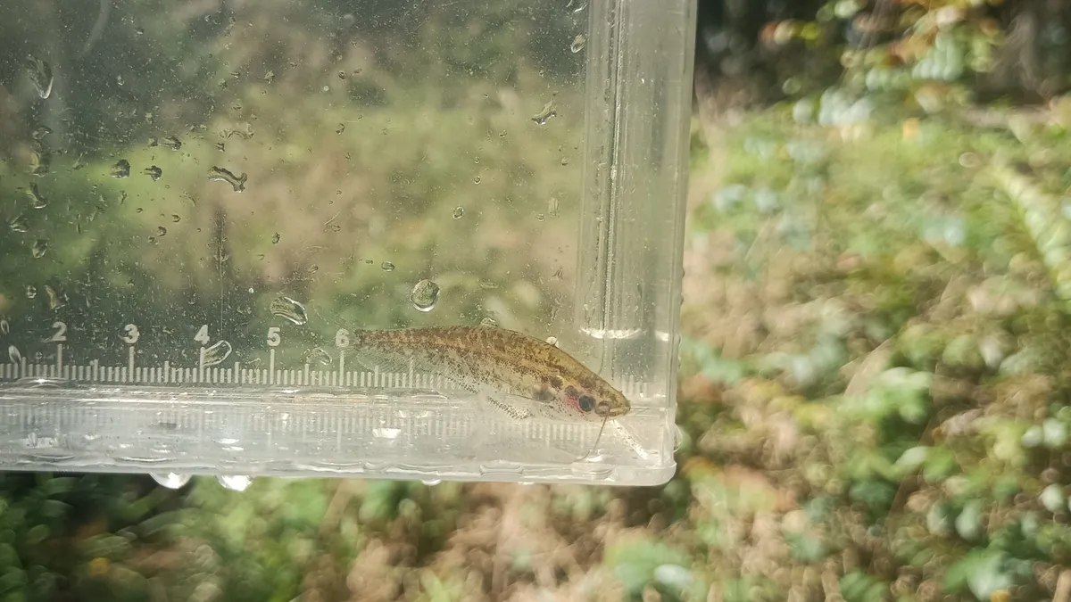 Miniatura: Kryptopterus (Kryptopterus spp.)