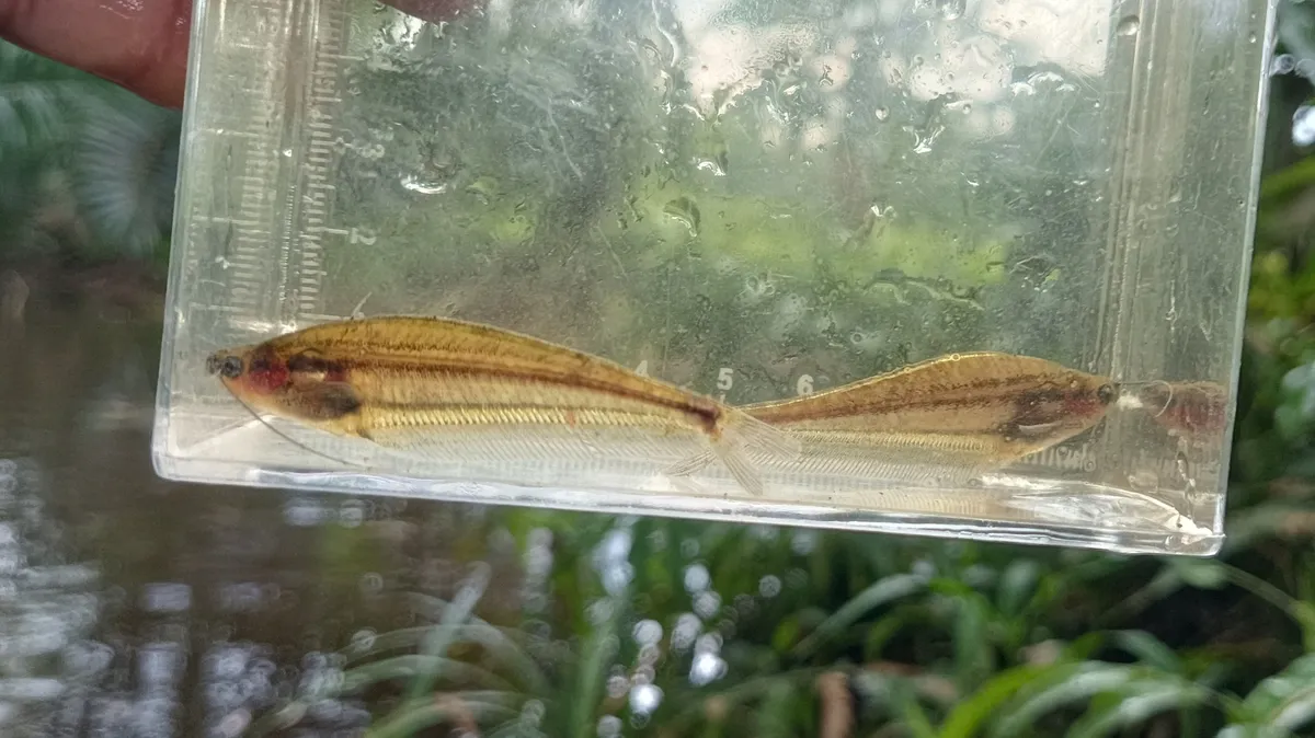 Miniatura: Kryptopterus (Kryptopterus spp.)