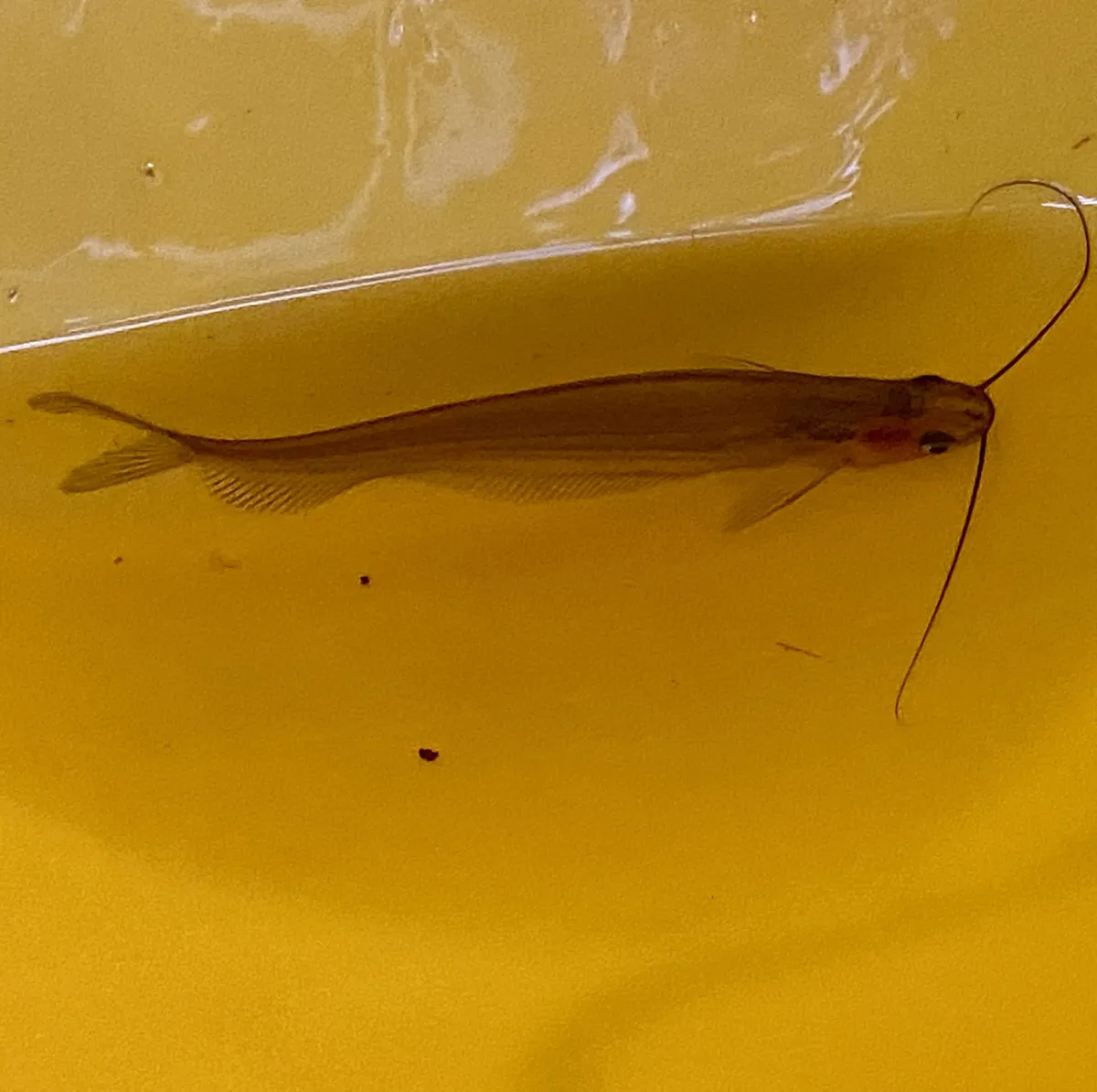 Miniatura: Kryptopterus (Kryptopterus spp.)