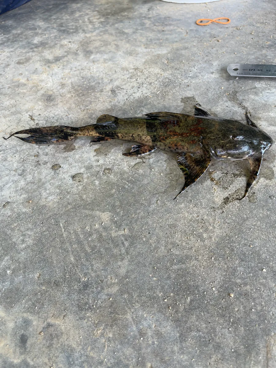 Miniatura: Bagarius (Bagarius spp.)