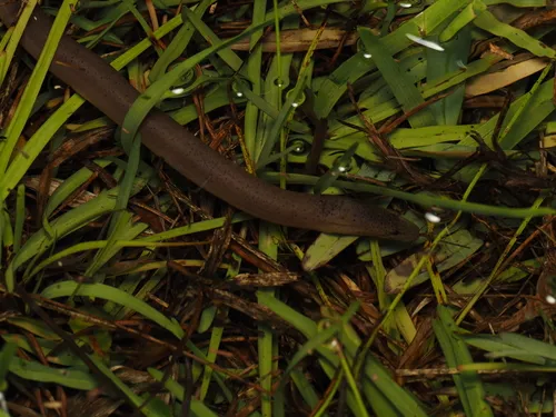 Miniatura: Monopterus (Monopterus spp.)