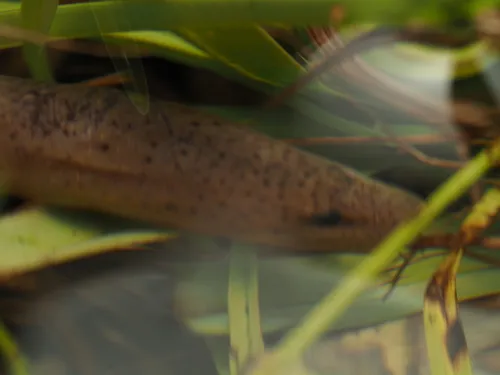 Miniatura: Monopterus (Monopterus spp.)