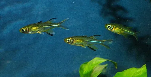 Telmaterinidi