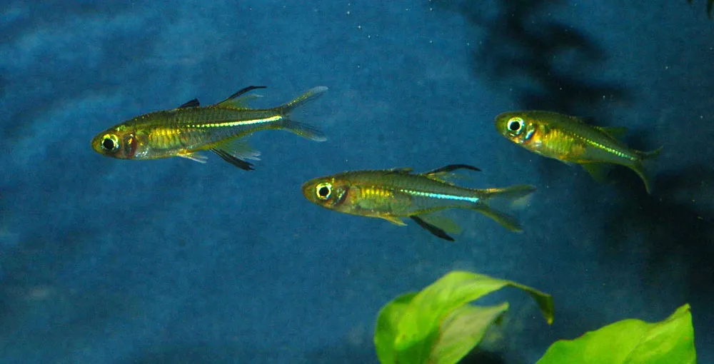 Miniatura: Marosatherina (Marosatherina spp.)