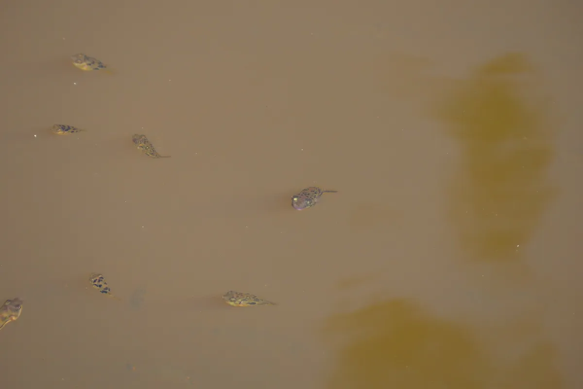 Miniatura: Carinotetraodon (Carinotetraodon spp.)