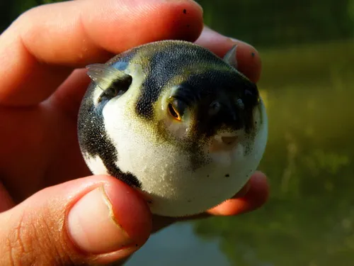Miniatura: Colomesus (Colomesus spp.)