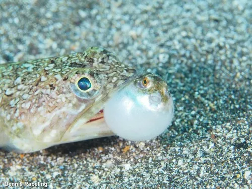 Miniatura: Colomesus (Colomesus spp.)